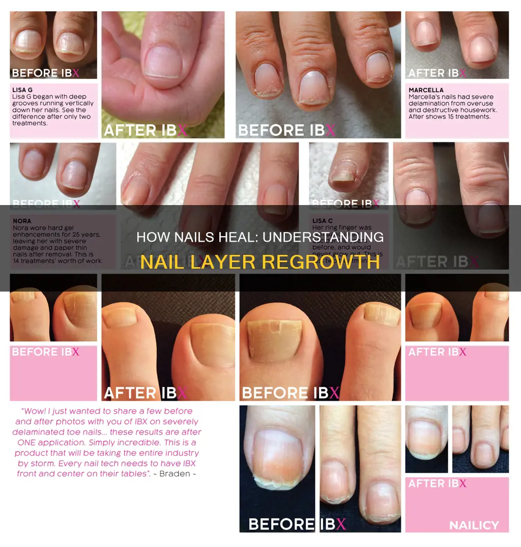 do layers of nail grow back