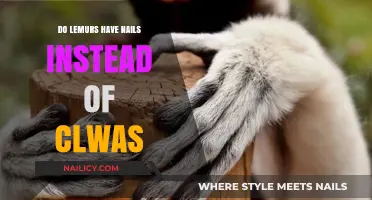 Lemurs' Unique Hands: Nails Instead of Claws Explained