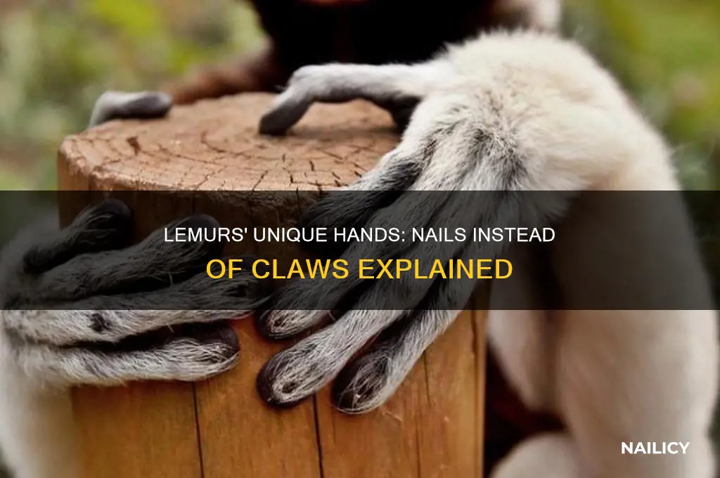 do lemurs have nails instead of clwas
