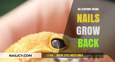 Leopard Gecko Nail Regeneration: What's the Reality?