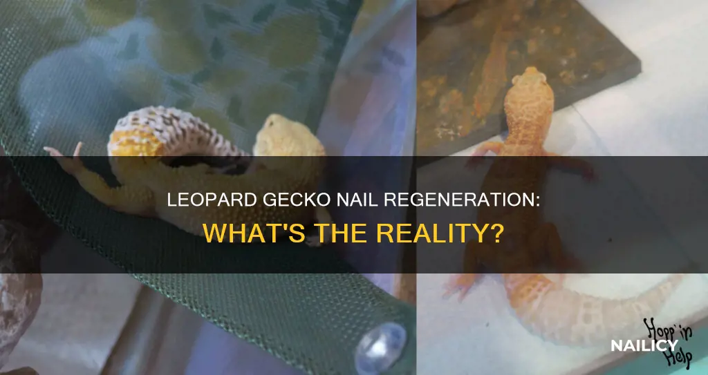 do leopard gecko nails grow back