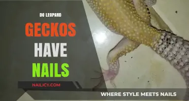 Leopard Geckos and Their Unique Feet: Do They Have Nails?