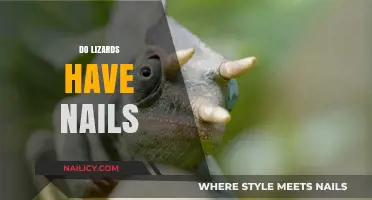 Do Lizards Have Nails? Uncovering the Truth About Reptilian Claws