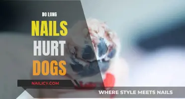 Long Nails: A Painful Problem for Dogs