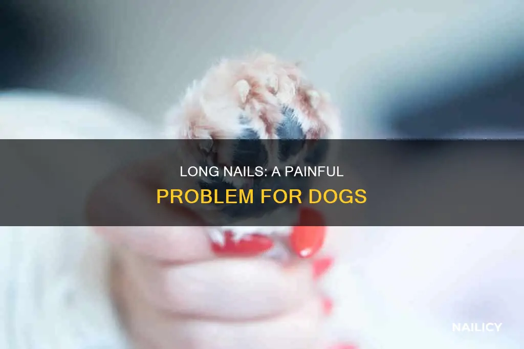 do long nails hurt dogs