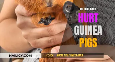 Long Nails: A Painful Problem for Guinea Pigs?