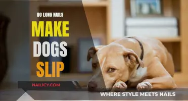 Long Nails: A Slippery Slope for Dogs?