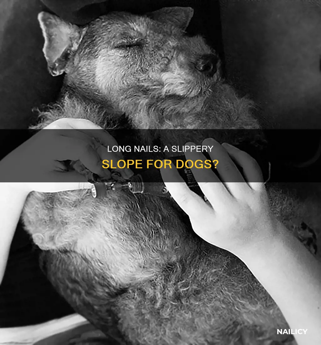 do long nails make dogs slip