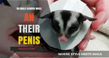 Male Gliders' Unique Anatomy: Nails and Penis Explained