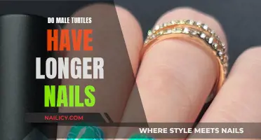 Male Turtle Nails: Why the Length Difference?