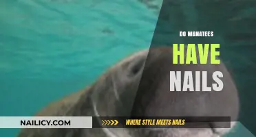 Unveiling the Mystery: Do Manatees Have Nails or Not?