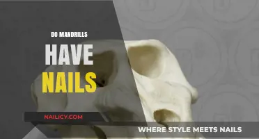 Do Mandrills Have Nails? Uncovering the Truth About Their Claws