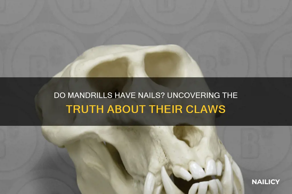 do mandrills have nails