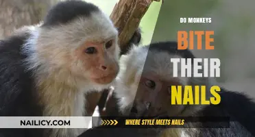 Do Monkeys Bite Their Nails? Uncovering Primate Grooming Habits