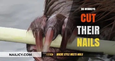 Trimming Talons: Do Monkeys Manicure?
