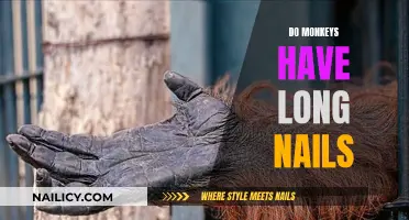 Monkeys' Nails: Are They Long or Short?