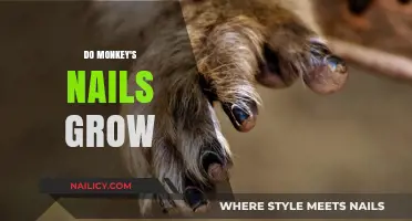 How Monkey Nails Grow and Why