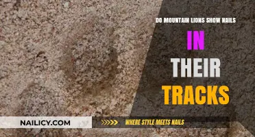 Mountain Lion Tracks: Uncovering the Mystery of Visible Claws