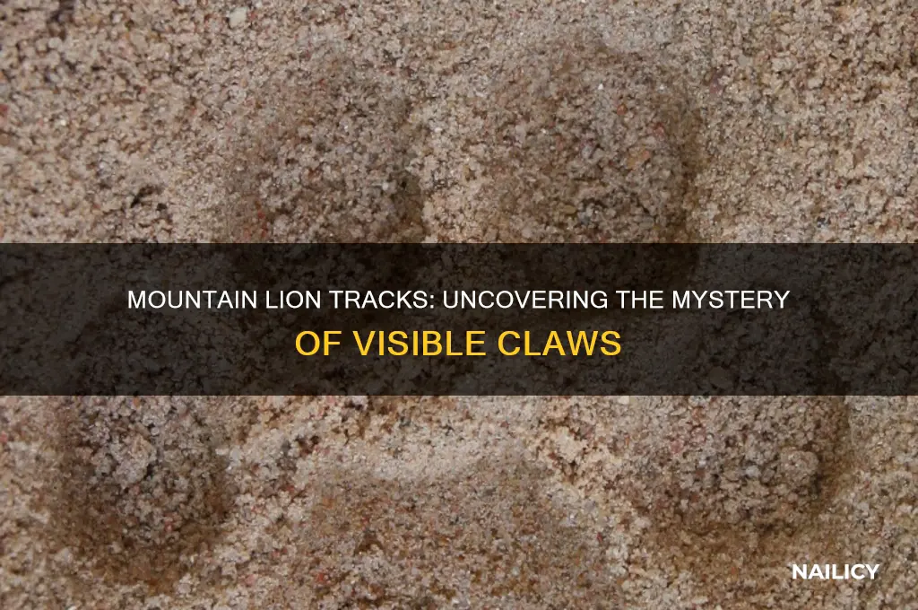 do mountain lions show nails in their tracks