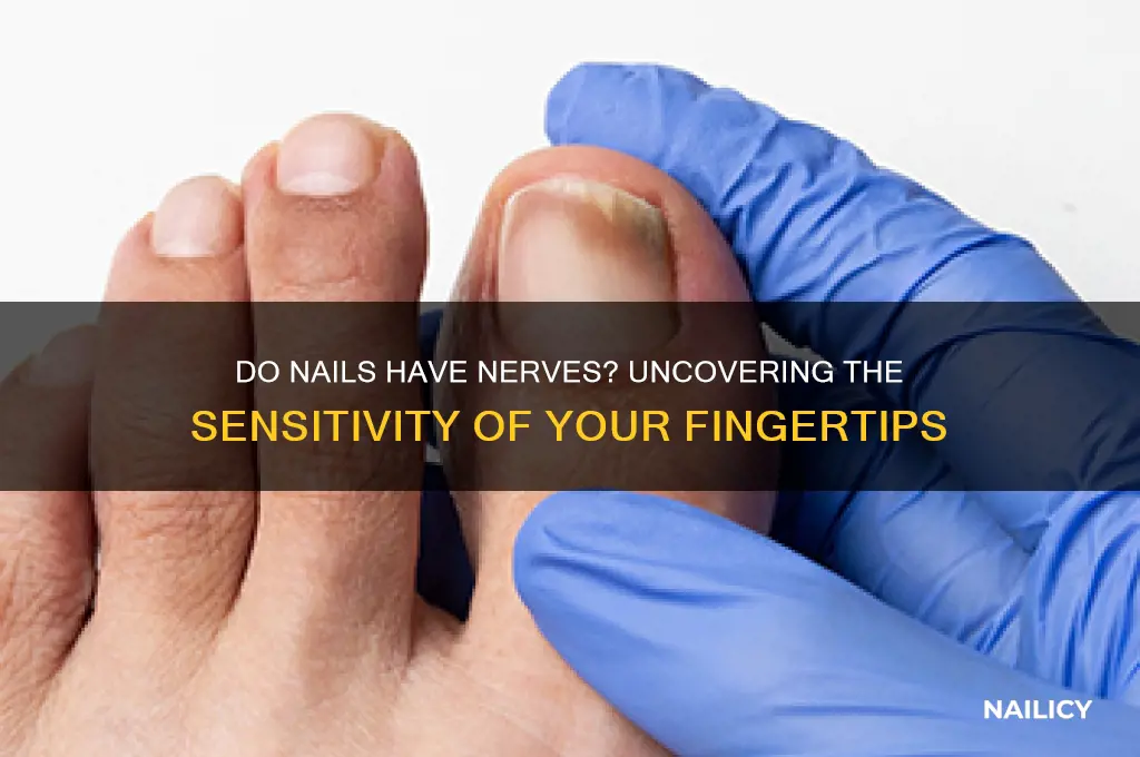 do my nails have nerves