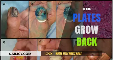 Nail Plates: Can They Regenerate?