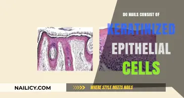 Nail Composition: Understanding Keratinized Epithelial Cells in Nail Structure