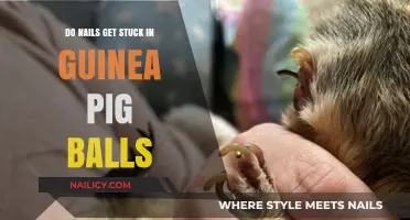 Guinea Pig Care: The Truth About Nails and Balls
