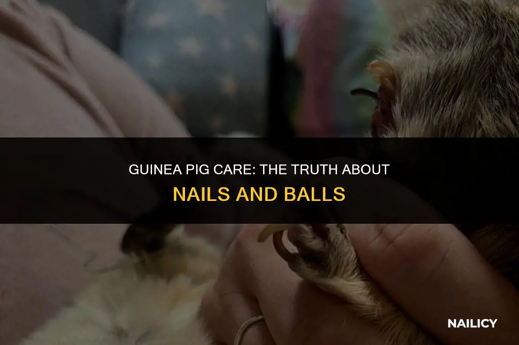 do nails get stuck in guinea pig balls