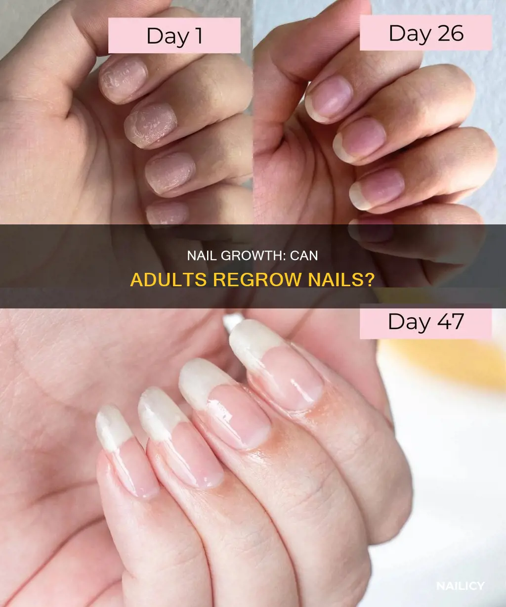 do nails grow back adult