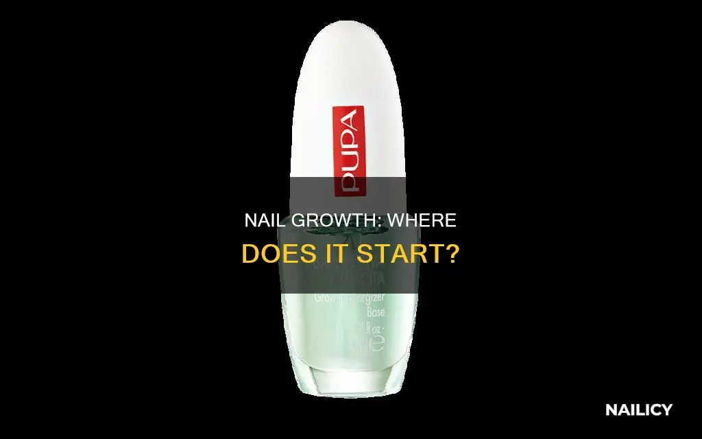do nails grow from the base