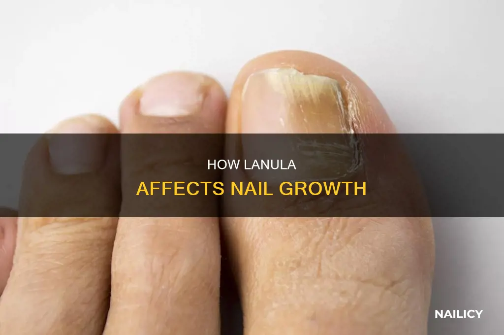 do nails grow from the lanula