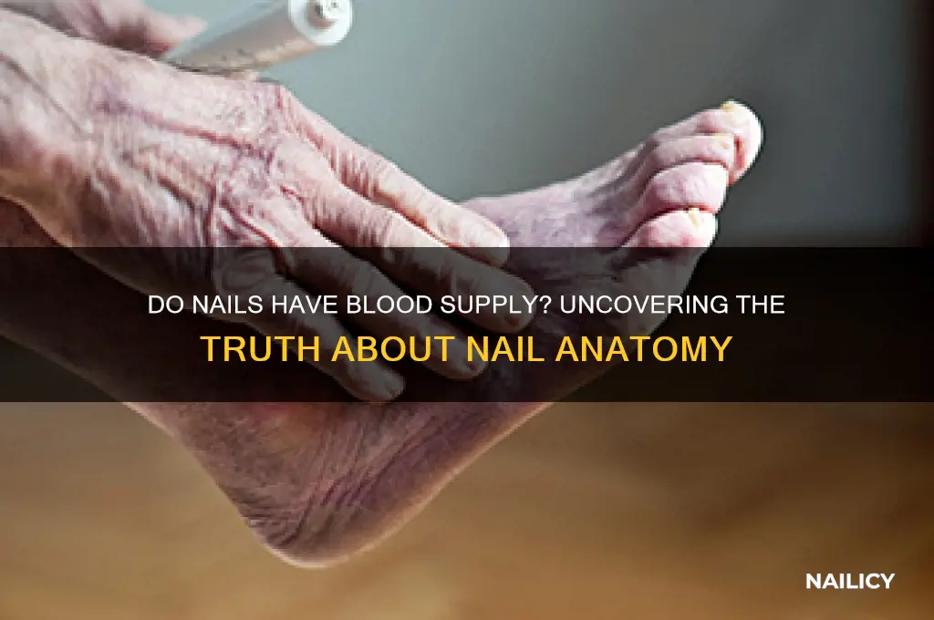 do nails have blood supply