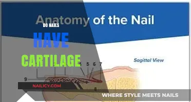 Do Nails Have Cartilage? Unraveling the Anatomy of Fingernails