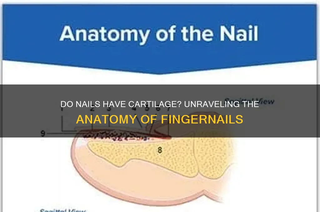 do nails have cartilage