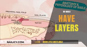 Unveiling the Structure: Exploring the Layers of Your Fingernails