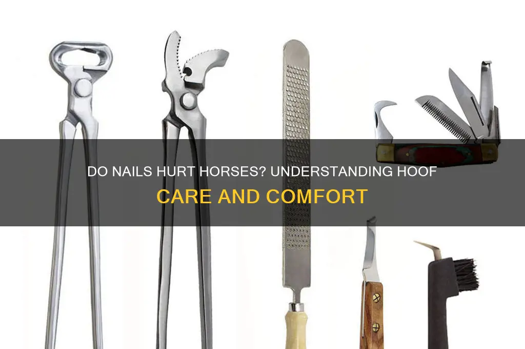 do nails hurt horses