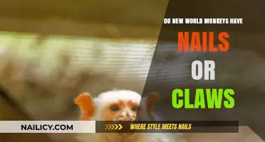 Nails or Claws: Unveiling the Truth About New World Monkeys