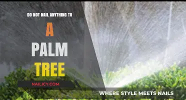 Protecting Palm Trees: Why Nailing Anything to Them is Harmful