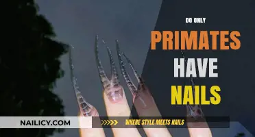 Do Only Primates Have Nails? Exploring Nail Evolution Across Species