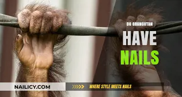 Orangutans' Unique Hands: Do They Have Nails or Claws?
