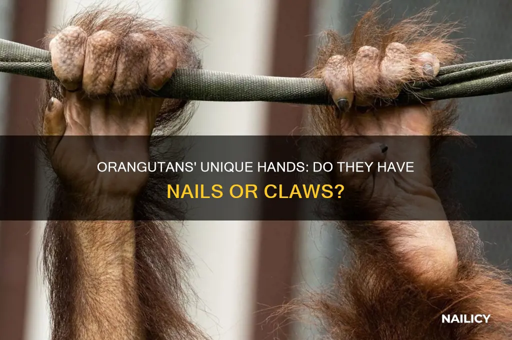 do orangutan have nails