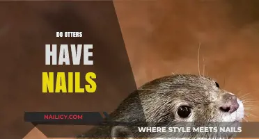 Otters' Unique Paws: Do They Have Nails or Claws?