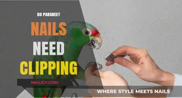 Parakeet Nail Care: Clipping Essentials for Healthy, Happy Birds