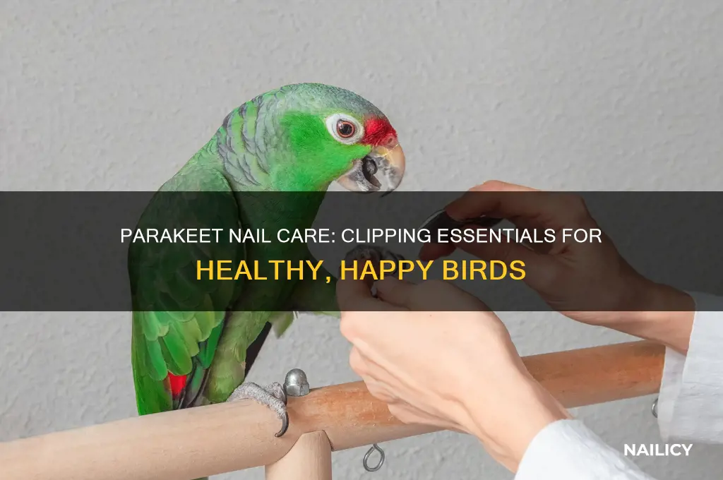 do parakeet nails need clipping