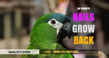 Parrot Nail Clipping: Do They Grow Back?