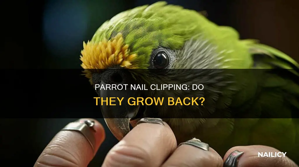 do parrots nails grow back