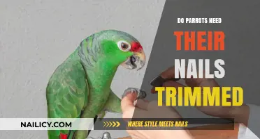 Parrot Nail Trimming: When and Why You Should Do It