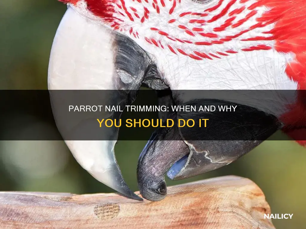 do parrots need their nails trimmed