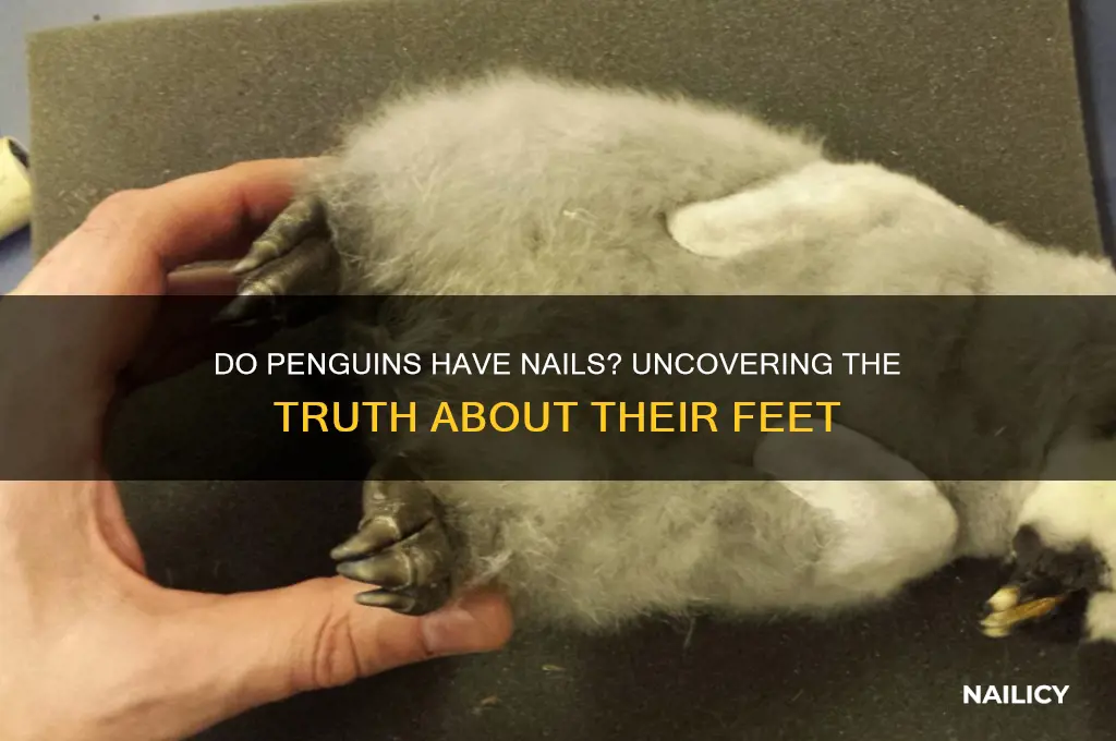 do penguins have nails