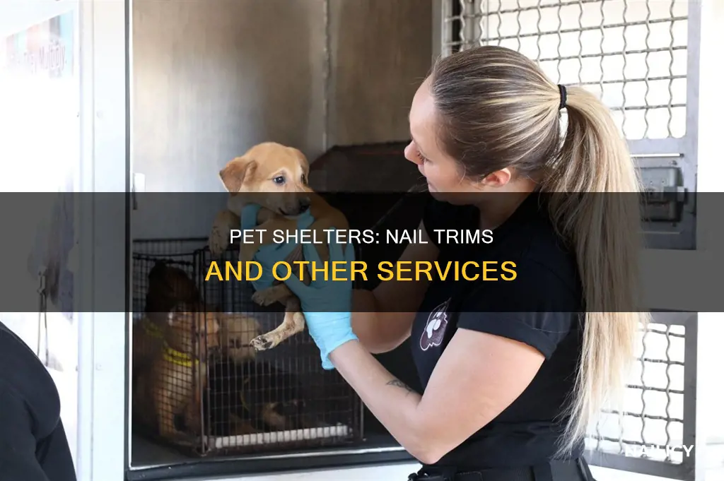 do pet shelters do nails trims lollypop farm